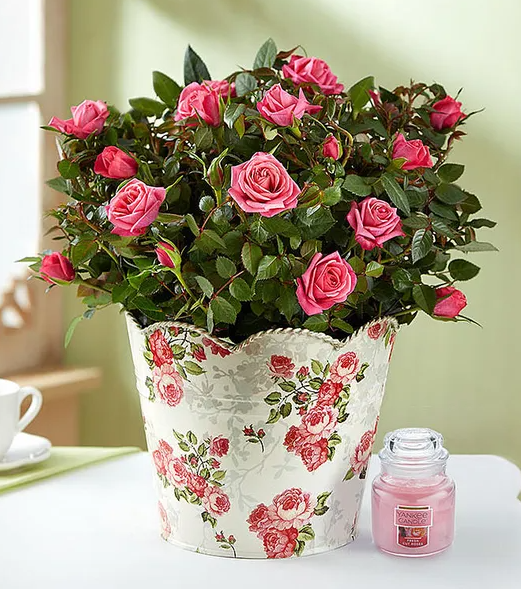 Classic Budding Rose