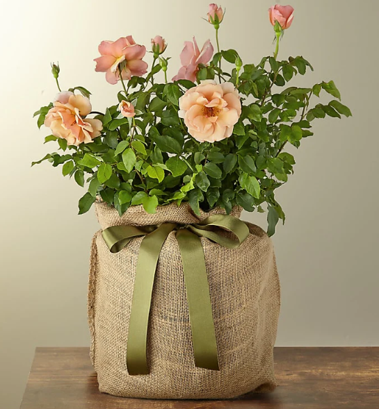 Mother of Pearl Rose Plant