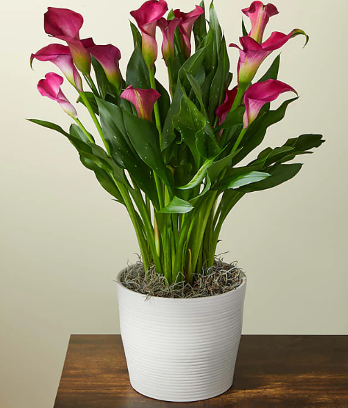 My Darling Pink Calla Lily Plant