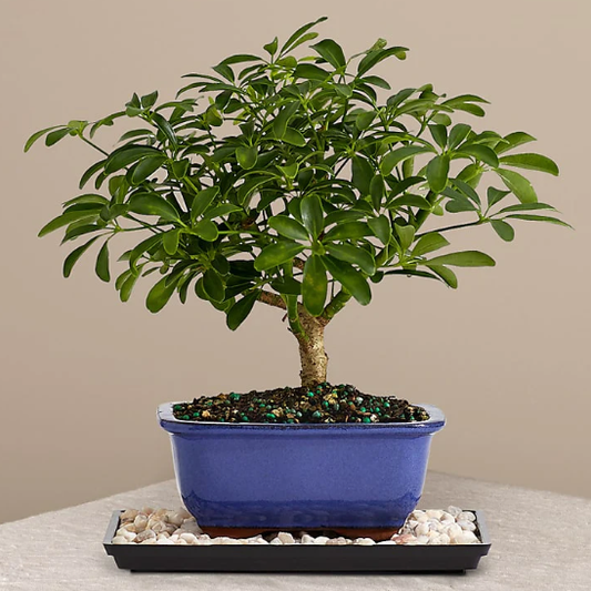 Indoor Hawaiian Umbrella Bonsai