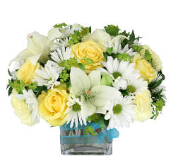 Soft Yellows and Whites