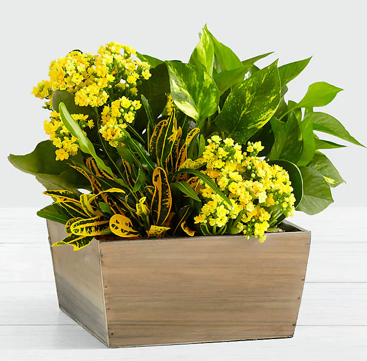 Sunshine & Joy Garden