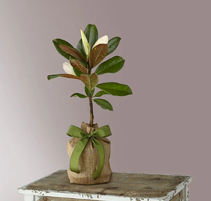 Every Moment Magnolia Tree