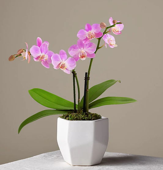 Someone Like You Pink Orchid