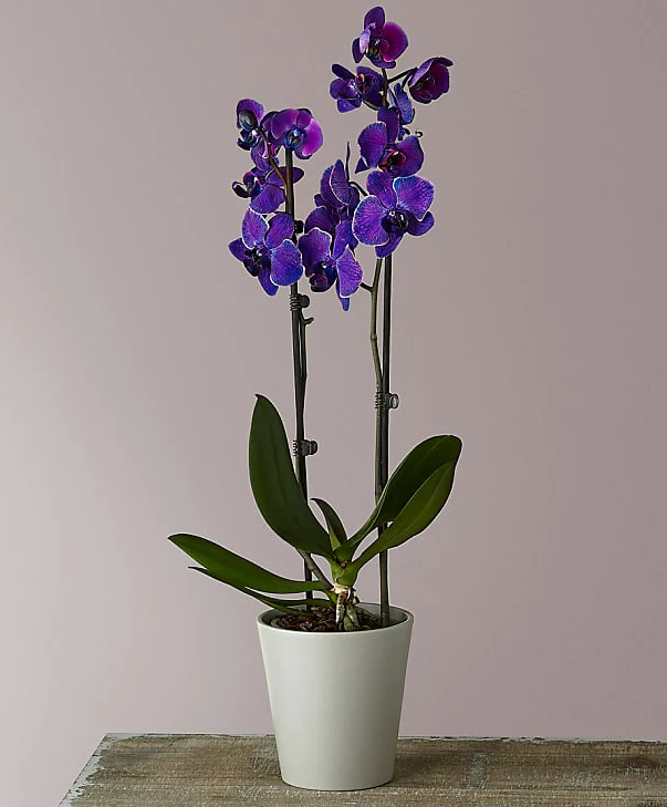 Masterful Watercolor Orchids