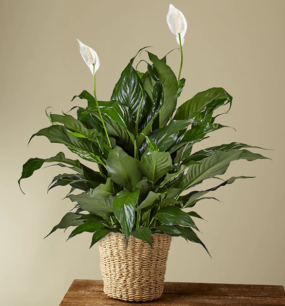 Peace Lily Plant
