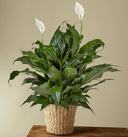 Peace Lily Plant