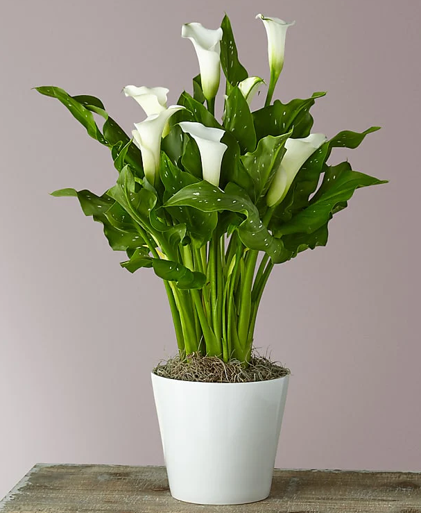 Classic White Calla Lily