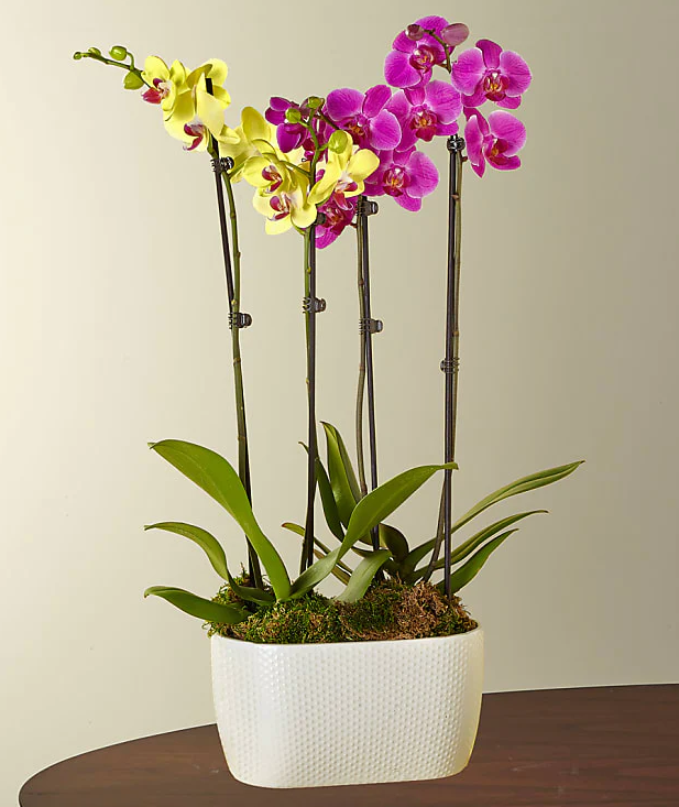 Purple & Yellow Orchid Garden
