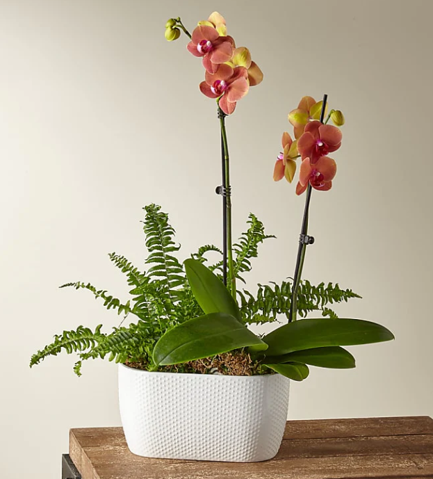 Orchid & Fern Garden