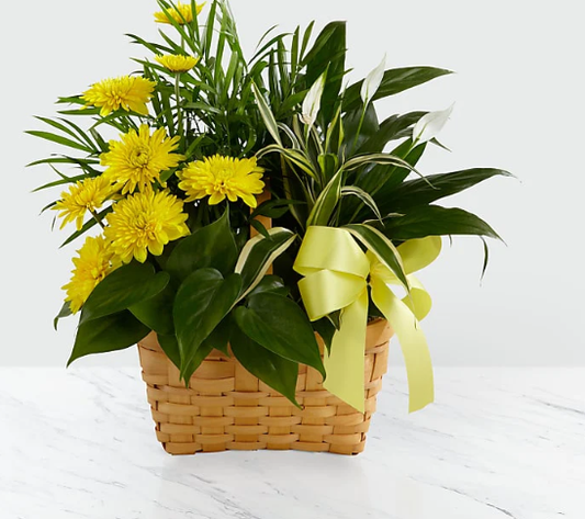 Loving Light Dishgarden