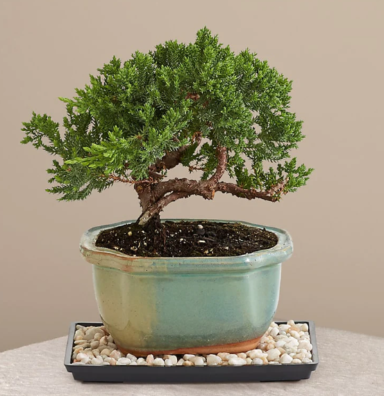 Juniper Bonsai Tree