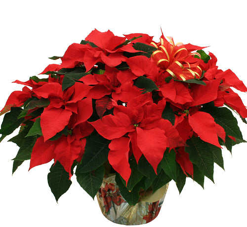 Amazing Red Poinsettia