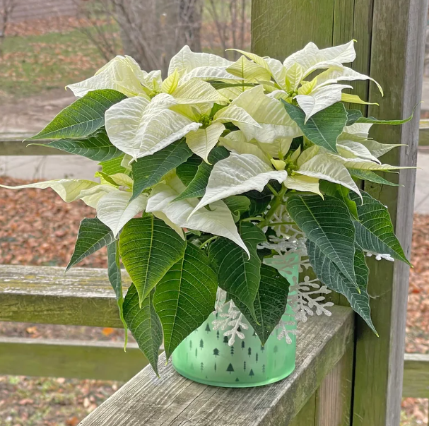 Desktop Poinsettia Plant