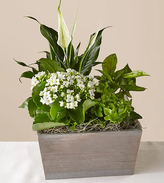 Peaceful White Garden