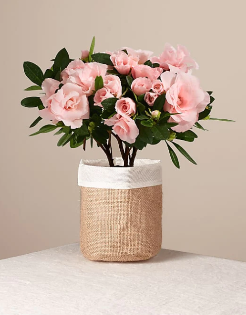 Pink Petals Rosalea Plant