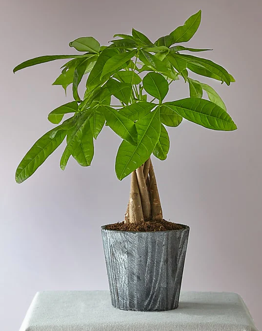 Lucky Day Money Tree