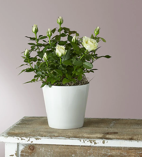 Pure and True White Roses