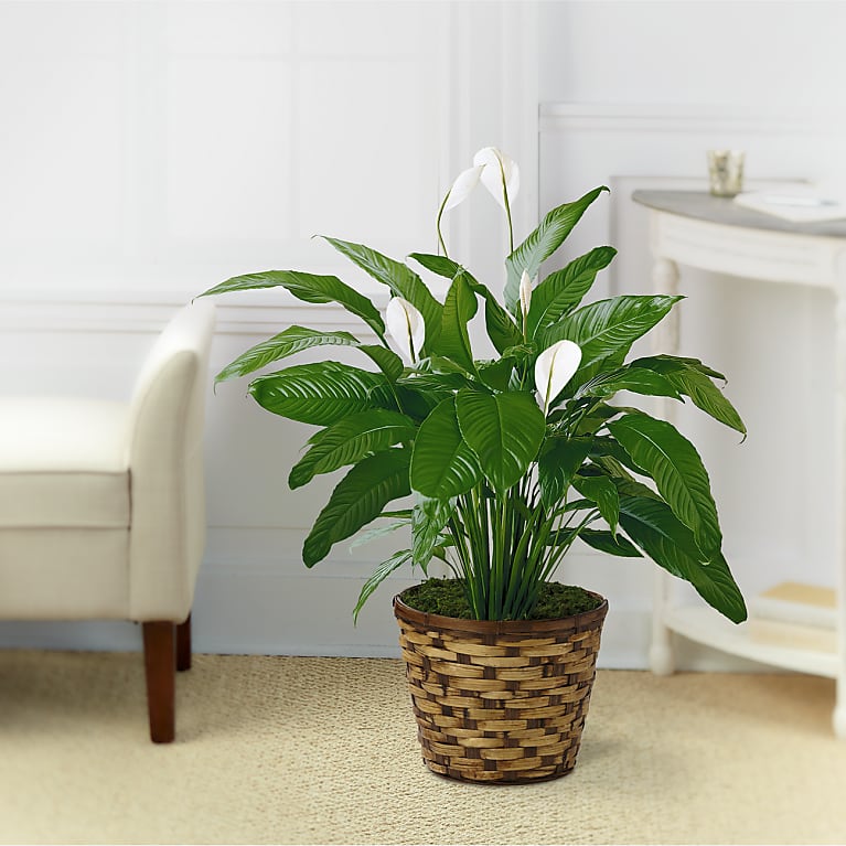 Point Roses Deluxe The Spathiphyllum Plant – PointRoses