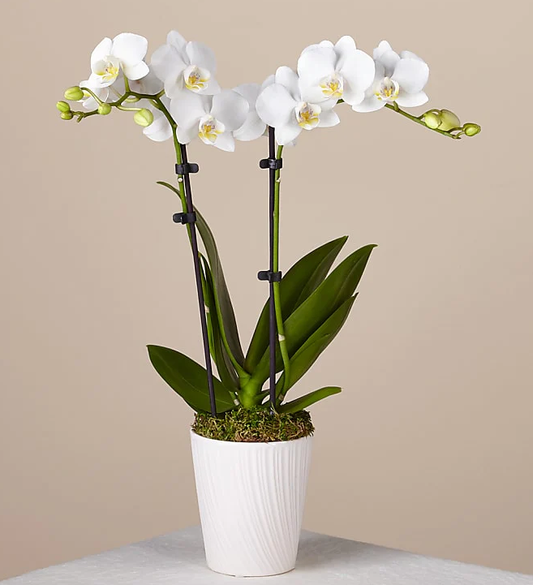 Bliss White Orchid
