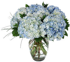 Stunning Blue Hydrangeas