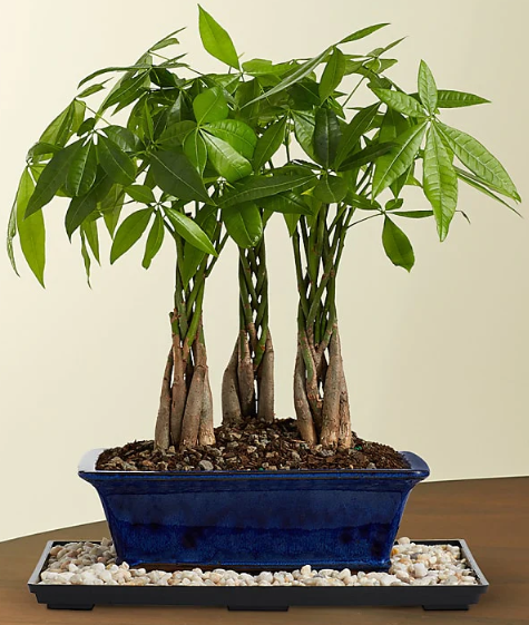 Braided Money Tree Grove Bonsai