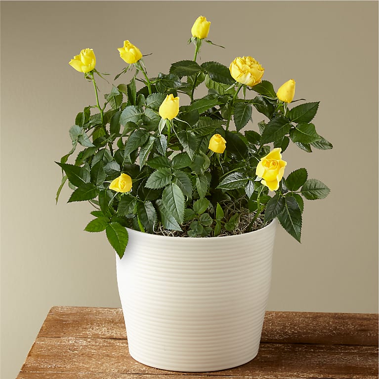 Yellow Mini Rose Plant